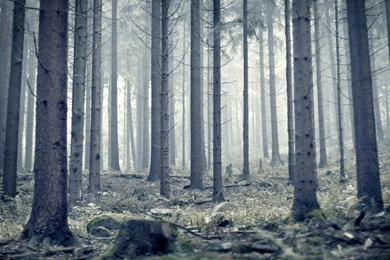 Nature Trees Pine Forest Wallpapers