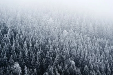 Fir, Pine Forest, Fog, Top View, Wallpapers