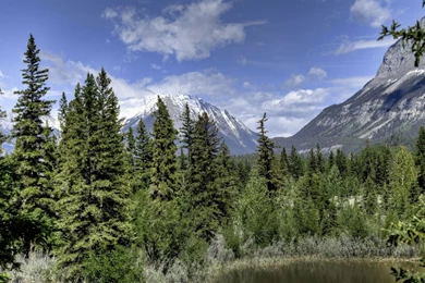 Pine Forest HD Aesthetic Wallpapers Free HD Wallpapers   Download ...