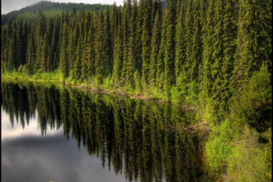 Pine Forest iPad Wallpapers