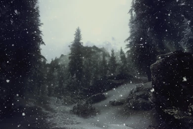 Snowy Pine Forest : Wallpapers