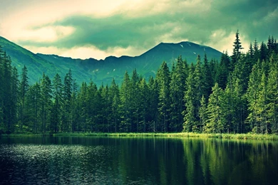 Gallery For > Pretty Forest Wallpapers