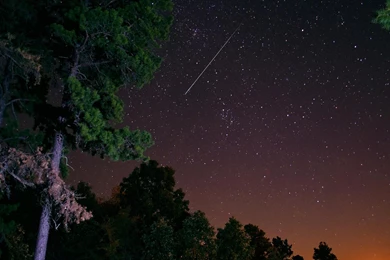 Gorgeous Starry Night Above A Pine Forest   (