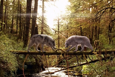Download Wallpapers 3840x2400 Wolves, Couple, Forest, Trees, Trunk ...