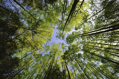 Pine Forest Android Wallpapers