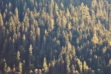 Forest Pine Tree Trees Wallpapers