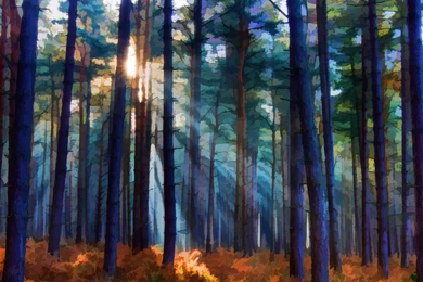Sunbeams And Pines Artistic Desktop Wallpapers   1600x1200 Pixels