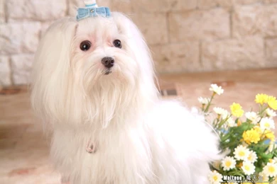 Wallpapers For PC Desktop