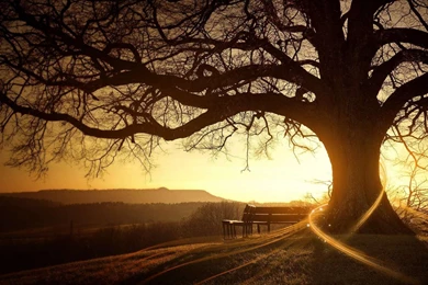 Tree Nature Bench Sun Fantasy Hd Wallpapers   (