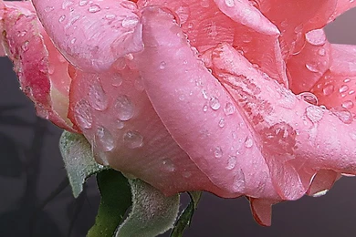 Love iPhone 6 Wallpapers HD