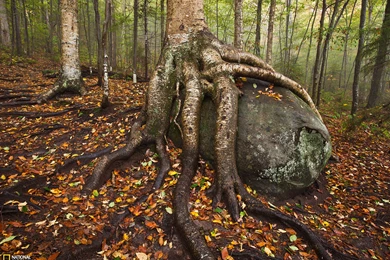 Yellow Birch, Adirondacks