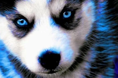 Siberian Husky Baby Iphone 6 Plus Wallpapers