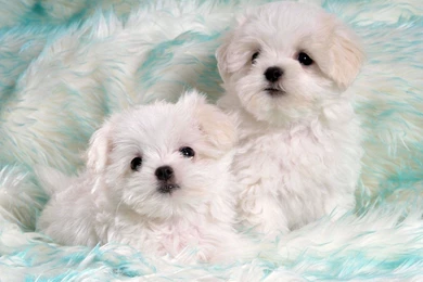 Border Collie Baby By ~FastandFurry On DeviantART   M5x.eu