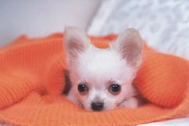 Photo: Baby Chihuahua In Blanket   Cute Chihuahua Puppy 1600*1200 ...
