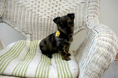 Cute Baby Puppy Pictures   All Wallpapers New