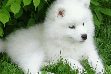 SAMOYED Dog Dogs Canine Baby Puppy Wallpapers
