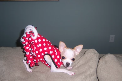 Such A Sweetheart <3   Chihuahuas Wallpapers (16028115)   Fanpop