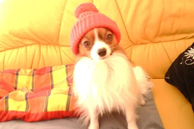 Such A Sweetheart <3   Chihuahuas Wallpapers (16028072)   Fanpop