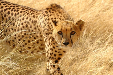 Cheetah Backgrounds Pictures   Wallpapers Cave