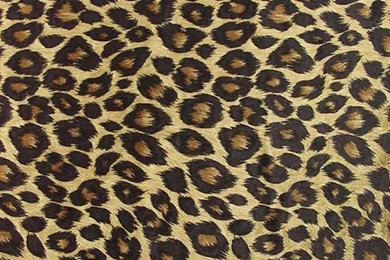 Cheetah Backgrounds Pictures   Wallpapers Cave