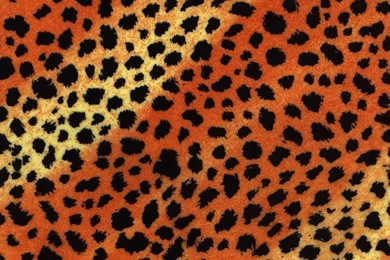 Cheetah Backgrounds Photo By MoniquesBOX