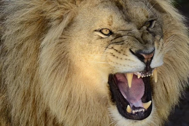 Pictures Of A Roaring Lion Wallpapers