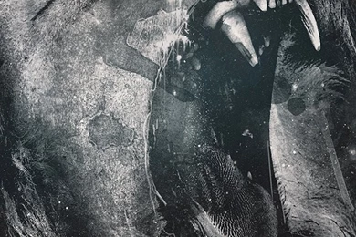 Roaring Lion iPhone 5 Wallpapers / IPod Wallpapers HD   Free Download