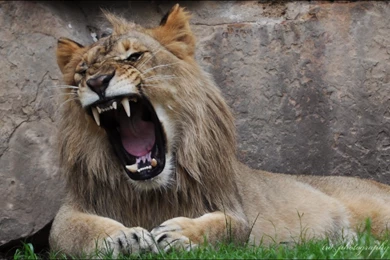 Roaring Lion Computer Wallpapers 800 Hd Wallpapers