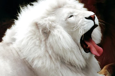 Roaring lion photo