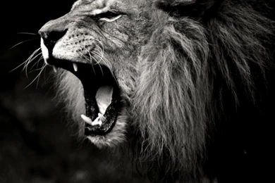Lion Roar Wallpapers Black And White