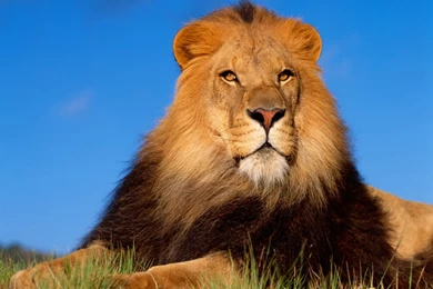 Roaring Lion Clipart   Wallpaper.