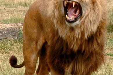 Amazing Roaring Lion