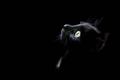 Anime Black Vocaloid Megurine – Anime Other HD Desktop Wallpapers