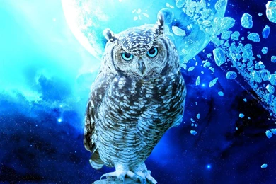 Owl In Space, Cosmos, Digital art, 1920x1200 HD Wallpapers And FREE ...