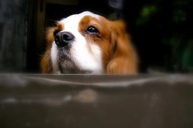 Cavalier King Charles Spaniel