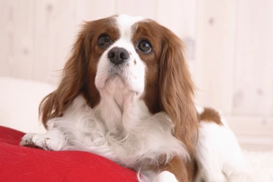 Cavalier King Charles Spaniel Wallpapers