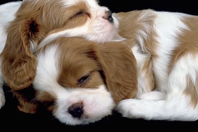 Wallpapers Cavaliers Cavalier King Charles Spaniel Free 1920x1080 ...
