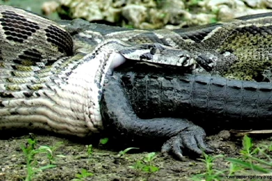 Crocodile Vs Anaconda