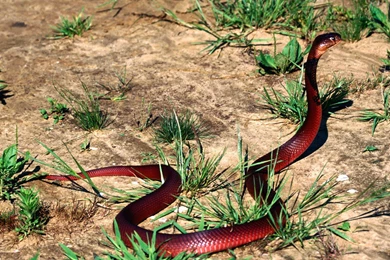 Free Download Wallpapers HD : Anaconda Snake High Resolution Best ...