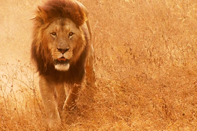 Lion High Quality Resolution Wallpapers   Mbagusi.com