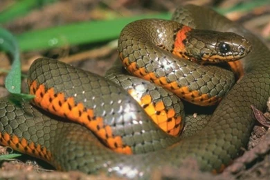 Hd Wallpapers Graphic: Anaconda Snake High Resolution Best Size Hd ...