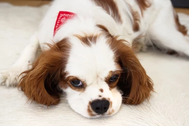 Cavalier King Charles Spaniel Uhd Wallpapers   Ultra High ...