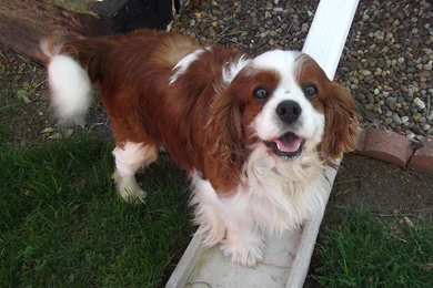 Cavalier King Charles Spaniel And Cats 28 Wide Wallpapers ...