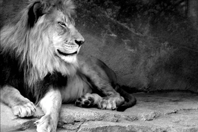 Pictures Of White Lions Wallpapers Desktop   Kemecer.com