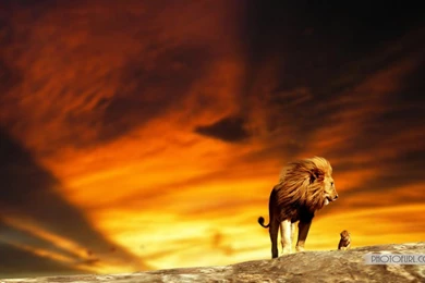 Cute Lion Wallpapers