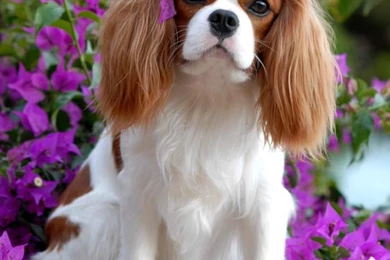 Cavalier King Charles Spaniel Wallpapers Desktop