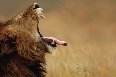 Hungry Lion Wallpapers High Definition Image High Quality Picture