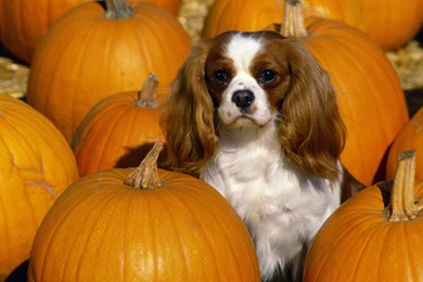 Cavalier King Charles Spaniel Wallpapers