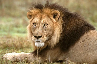 High Quality Lion Wallpapers