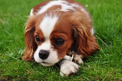 SPANIEL *** >> HD Wallpaper, Get It Now!